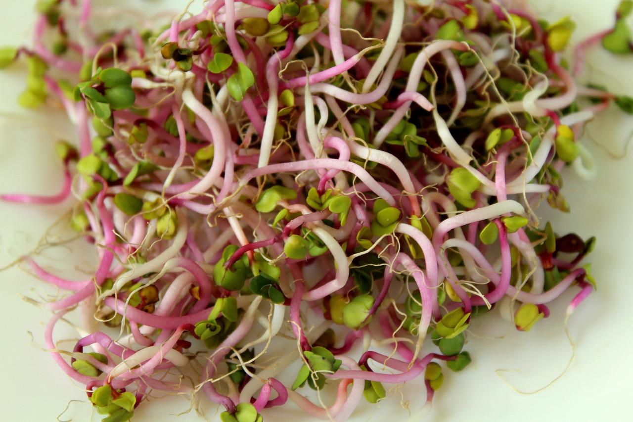 Nachhaltige Alternativen zu Superfoods